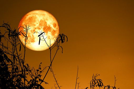 Harvest Moon
